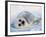 Harp Seal Pup on its Side-John Conrad-Framed Photographic Print