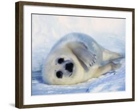 Harp Seal Pup on its Side-John Conrad-Framed Photographic Print