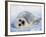 Harp Seal Pup on its Side-John Conrad-Framed Photographic Print