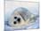 Harp Seal Pup on its Side-John Conrad-Mounted Photographic Print