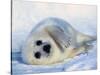 Harp Seal Pup on its Side-John Conrad-Stretched Canvas