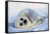 Harp Seal Pup on its Side-John Conrad-Framed Stretched Canvas