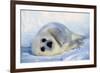 Harp Seal Pup on its Side-John Conrad-Framed Photographic Print