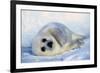 Harp Seal Pup on its Side-John Conrad-Framed Photographic Print