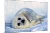 Harp Seal Pup on its Side-John Conrad-Mounted Photographic Print