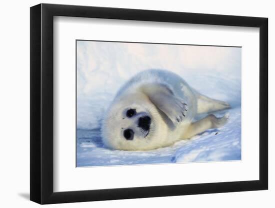 Harp Seal Pup on its Side-John Conrad-Framed Photographic Print