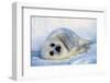 Harp Seal Pup on its Side-John Conrad-Framed Photographic Print