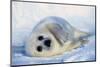 Harp Seal Pup on its Side-John Conrad-Mounted Photographic Print