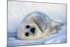 Harp Seal Pup on its Side-John Conrad-Mounted Photographic Print