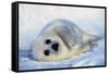 Harp Seal Pup on its Side-John Conrad-Framed Stretched Canvas