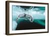 Harp seal pup swimming under sea ice, Canada-Doug Allan-Framed Photographic Print