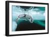 Harp seal pup swimming under sea ice, Canada-Doug Allan-Framed Photographic Print