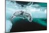 Harp seal pup swimming under sea ice, Canada-Doug Allan-Mounted Photographic Print