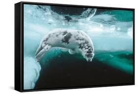 Harp seal pup swimming under sea ice, Canada-Doug Allan-Framed Stretched Canvas