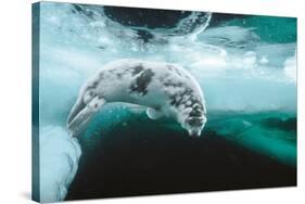 Harp seal pup swimming under sea ice, Canada-Doug Allan-Stretched Canvas