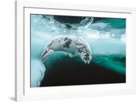 Harp seal pup swimming under sea ice, Canada-Doug Allan-Framed Photographic Print