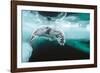 Harp seal pup swimming under sea ice, Canada-Doug Allan-Framed Photographic Print