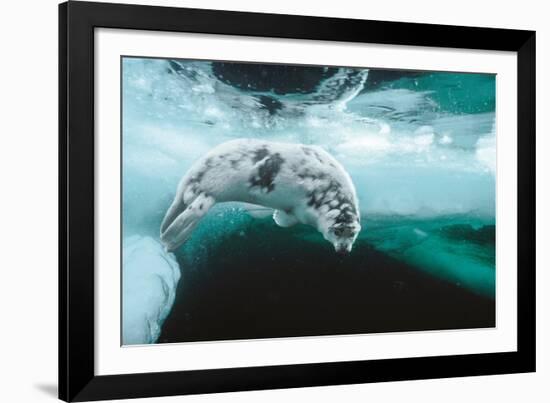 Harp seal pup swimming under sea ice, Canada-Doug Allan-Framed Photographic Print