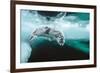 Harp seal pup swimming under sea ice, Canada-Doug Allan-Framed Photographic Print