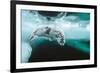 Harp seal pup swimming under sea ice, Canada-Doug Allan-Framed Photographic Print