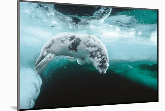 Harp seal pup swimming under sea ice, Canada-Doug Allan-Mounted Photographic Print