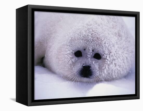 Harp Seal Pup with Snow on Fur-John Conrad-Framed Stretched Canvas