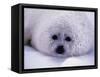 Harp Seal Pup with Snow on Fur-John Conrad-Framed Stretched Canvas