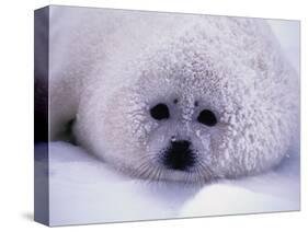 Harp Seal Pup with Snow on Fur-John Conrad-Stretched Canvas