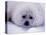 Harp Seal Pup with Snow on Fur-John Conrad-Stretched Canvas