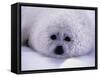 Harp Seal Pup with Snow on Fur-John Conrad-Framed Stretched Canvas
