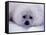 Harp Seal Pup with Snow on Fur-John Conrad-Framed Stretched Canvas