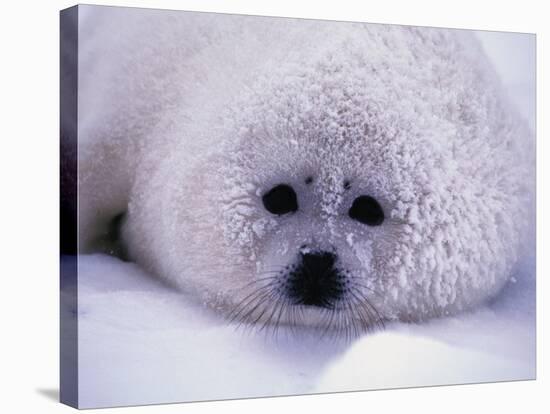 Harp Seal Pup with Snow on Fur-John Conrad-Stretched Canvas