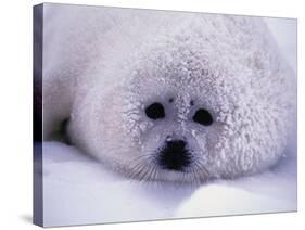 Harp Seal Pup with Snow on Fur-John Conrad-Stretched Canvas