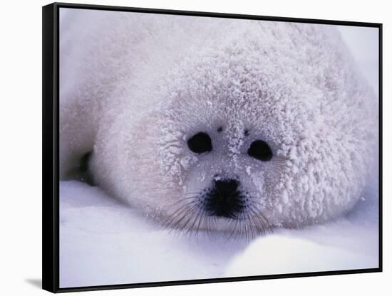 Harp Seal Pup with Snow on Fur-John Conrad-Framed Stretched Canvas