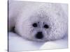 Harp Seal Pup with Snow on Fur-John Conrad-Stretched Canvas