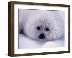 Harp Seal Pup with Snow on Fur-John Conrad-Framed Premium Photographic Print