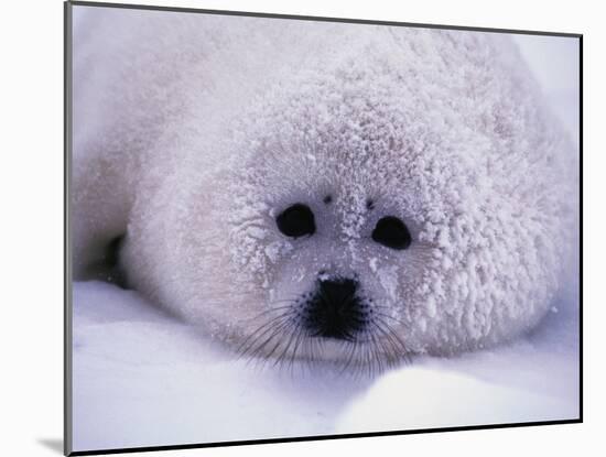 Harp Seal Pup with Snow on Fur-John Conrad-Mounted Premium Photographic Print