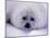 Harp Seal Pup with Snow on Fur-John Conrad-Mounted Premium Photographic Print