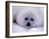 Harp Seal Pup with Snow on Fur-John Conrad-Framed Photographic Print