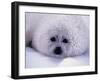 Harp Seal Pup with Snow on Fur-John Conrad-Framed Photographic Print