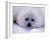 Harp Seal Pup with Snow on Fur-John Conrad-Framed Photographic Print