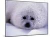 Harp Seal Pup with Snow on Fur-John Conrad-Mounted Photographic Print