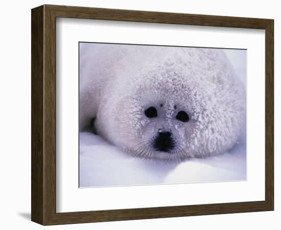 Harp Seal Pup with Snow on Fur-John Conrad-Framed Photographic Print