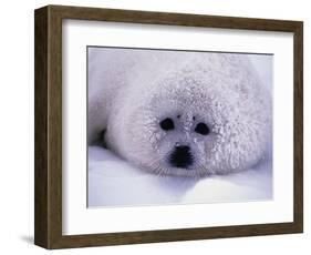 Harp Seal Pup with Snow on Fur-John Conrad-Framed Photographic Print