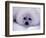 Harp Seal Pup with Snow on Fur-John Conrad-Framed Photographic Print