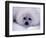 Harp Seal Pup with Snow on Fur-John Conrad-Framed Photographic Print