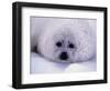 Harp Seal Pup with Snow on Fur-John Conrad-Framed Photographic Print