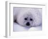 Harp Seal Pup with Snow on Fur-John Conrad-Framed Photographic Print