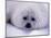 Harp Seal Pup with Snow on Fur-John Conrad-Mounted Photographic Print