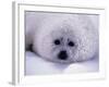 Harp Seal Pup with Snow on Fur-John Conrad-Framed Photographic Print